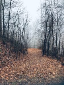 path way in the middle of black bare treees