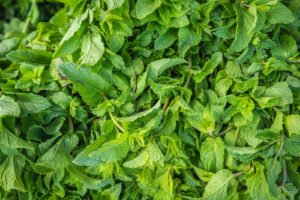 green leaves plant during daytime