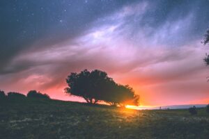 silhouette photography of tree