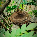 brown nest on tree